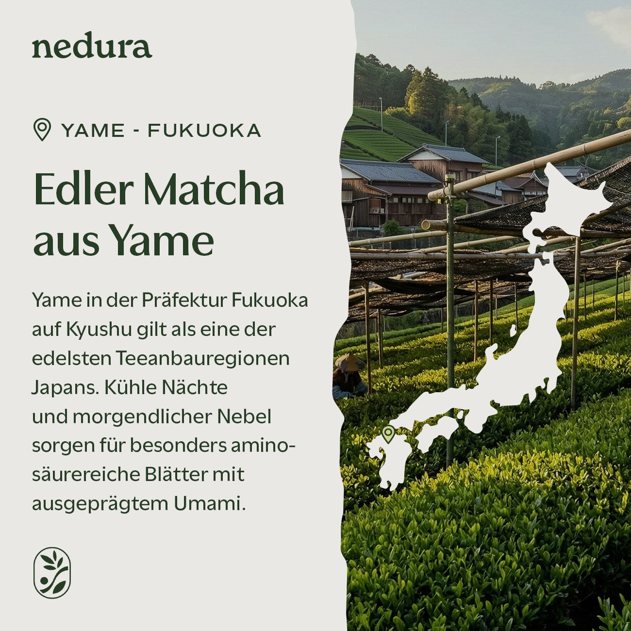 Bio Ceremonial Matcha 100g